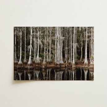 Cypress Swamp in Tallahassee - Carol m Highsmith Art Print / Canvas, 18x12’’ / 46x31cm / Unframed / no Border, Posters Prints & Visual