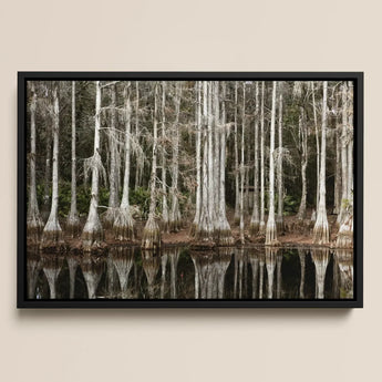 Cypress Swamp in Tallahassee - Carol m Highsmith Art Print / Canvas Black-framed Serene Forest Spanish Moss, Light Pools Prints