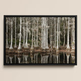 Cypress Swamp in Tallahassee - Carol m Highsmith Art Print / Canvas Black-framed Canvas Print Serene Cypress Forest Spanish Moss Highsmith