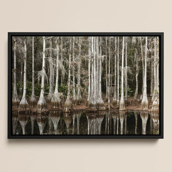 Cypress Swamp in Tallahassee - Carol m Highsmith Art Print / Canvas Black-framed Canvas Print Serene Cypress Forest Spanish Moss Highsmith