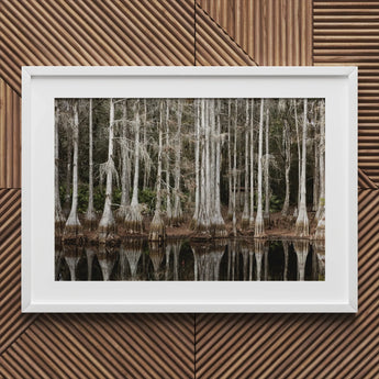 Cypress Swamp in Tallahassee - Carol m Highsmith Art Print / Canvas Framed Photograph Reflections Water, Light Pools Prints