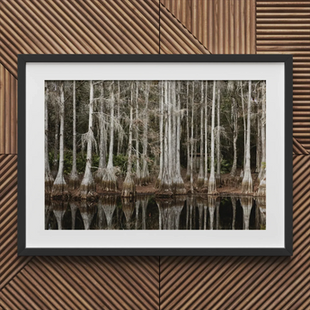 Cypress Swamp in Tallahassee - Carol m Highsmith Art Print / Canvas Framed Photograph Serene Cypress Swamp Reflections Water Highsmith Art