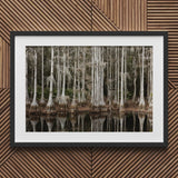 Cypress Swamp in Tallahassee - Carol m Highsmith Art Print / Canvas Framed Photograph Serene Reflections Water, Light Pools Prints