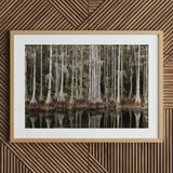 Cypress Swamp in Tallahassee - Carol m Highsmith Art Print / Canvas Framed Photograph Trees Reflected Water, Light Pools Prints