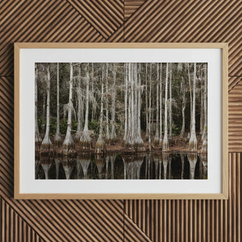 Cypress Swamp in Tallahassee - Carol m Highsmith Art Print / Canvas Framed Photograph Trees Reflected Water, Light Pools Prints