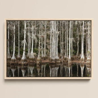 Cypress Swamp in Tallahassee - Carol m Highsmith Art Print / Canvas Framed Photograph Trees Spanish Moss Reflected Water, Light Pools Prints