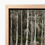 Light Wood-framed Canvas Print Forest Scene Tall Slender Highsmith Art, Cypress Swamp, Pools
