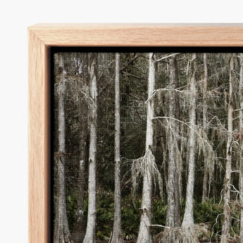 Light Wood-framed Canvas Print Forest Scene Tall Slender Highsmith Art, Cypress Swamp, Pools