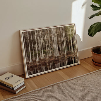 Cypress Swamp in Tallahassee - Carol m Highsmith Art Print / Canvas Rectangular Framed Serene Scene Tall Slender, Light Pools Prints
