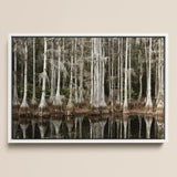 Cypress Swamp in Tallahassee - Carol m Highsmith Art Print / Canvas White-framed Artwork Serene Scene Tall Slender, Light Pools Prints