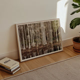 Palude di cipressi a Tallahassee - Carol m Highsmith stampa d'arte / Canvas, Poster Stampe & Opera visiva, Toby Leon