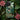 Equatorial Jungle - Henri Rousseau Phone Case Invented, Blade-sharp Yucca Leaves
