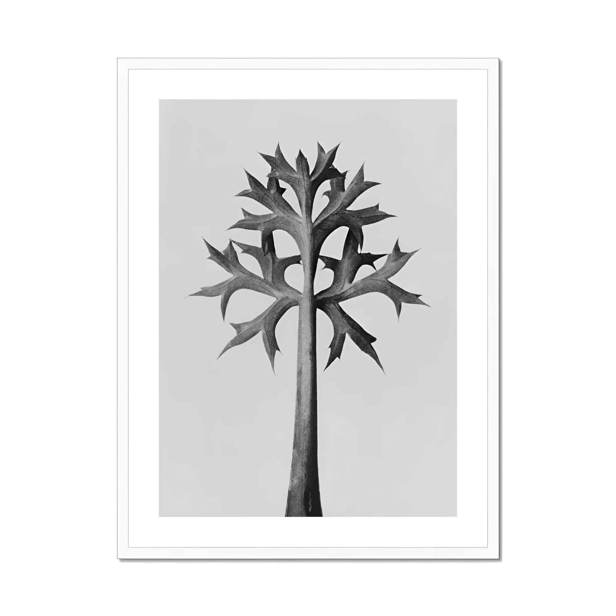 Eryngium Bourgatii (mediterranean Sea Holly) - Karl Blossfeldt Art Print, Black White Botanical Illustration Palm Tree Spiky Angular