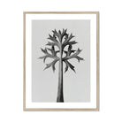 Eryngium Bourgatii (mediterranean Sea Holly) - Karl Blossfeldt Art Print, Black White Botanical Illustration Palm Tree Spiky Angular