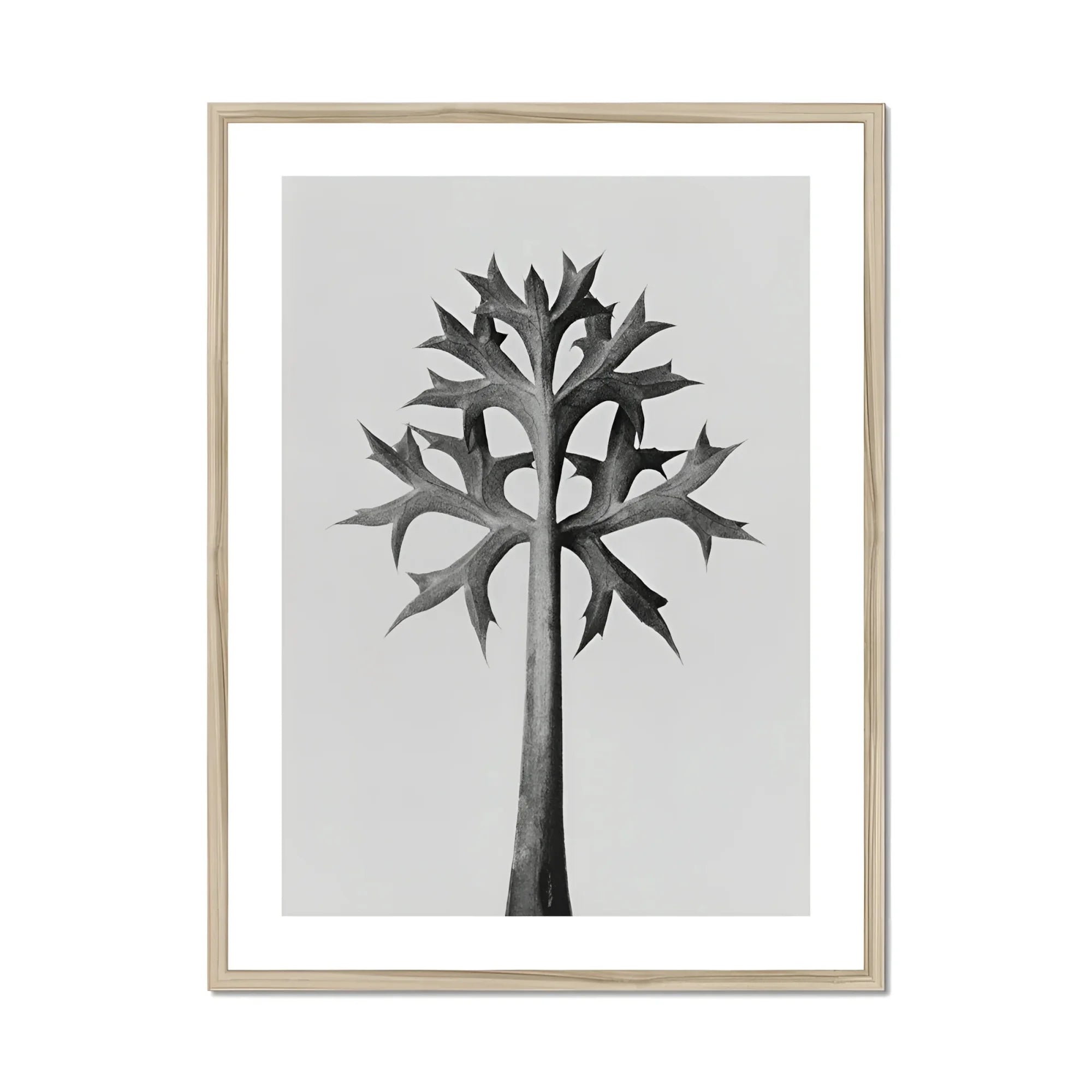 Eryngium Bourgatii (mediterranean Sea Holly) - Karl Blossfeldt Art Print, Black White Botanical Illustration Palm Tree Spiky Angular