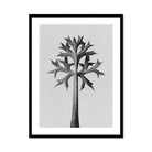 Eryngium Bourgatii (mediterranean Sea Holly) - Karl Blossfeldt Art Print, Black White Minimalist Tree Angular Geometric Leaves