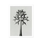 Eryngium Bourgatii (mediterranean Sea Holly) - Karl Blossfeldt Art Print, Black White Stylized Tree Angular Geometric Leaves