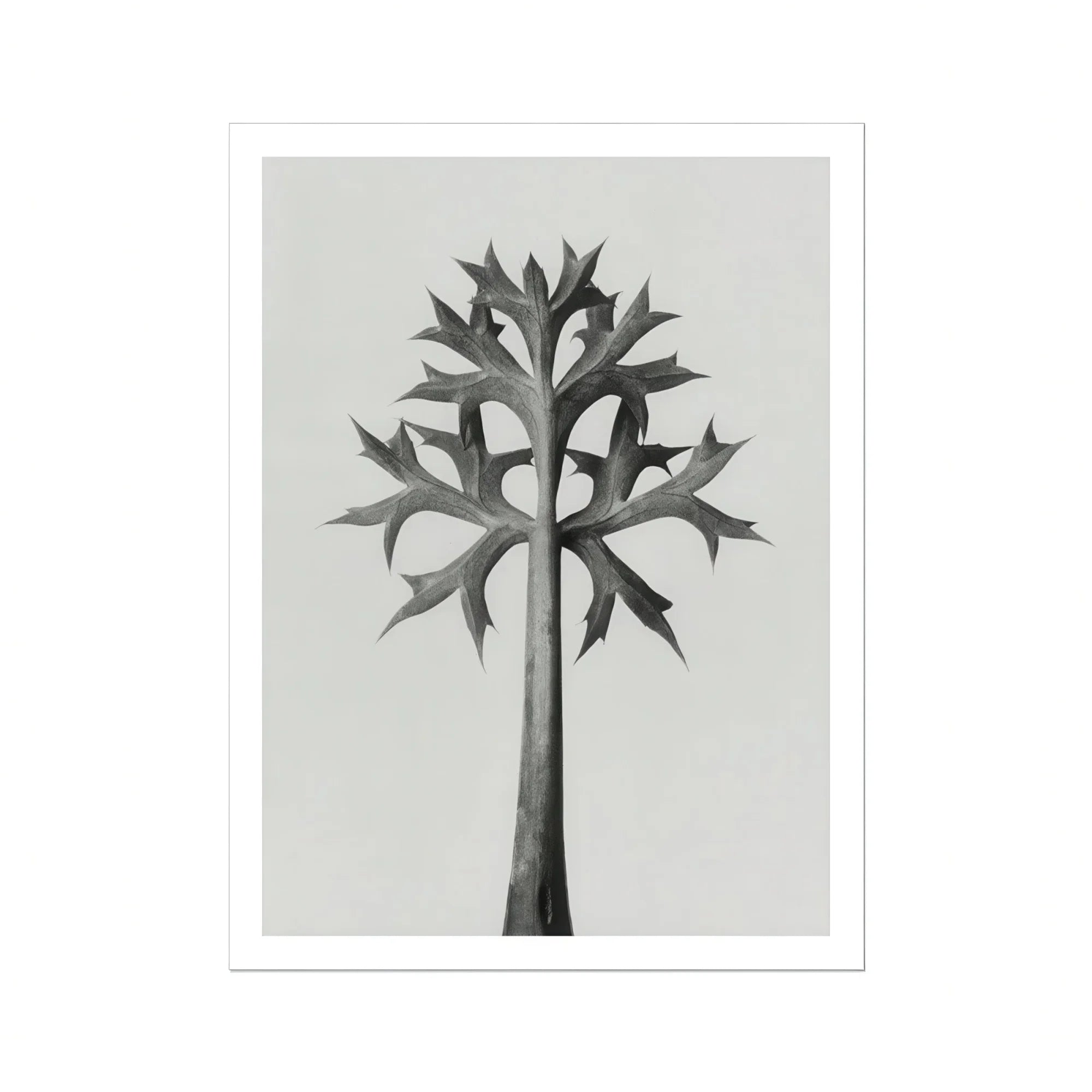 Eryngium Bourgatii (mediterranean Sea Holly) - Karl Blossfeldt Art Print, Black White Stylized Tree Angular Geometric Leaves