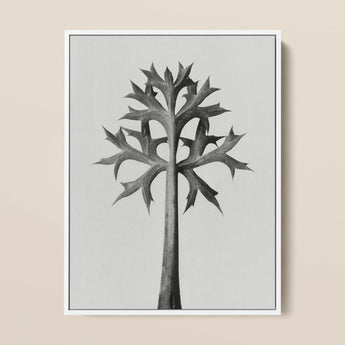 Eryngium Bourgatii (mediterranean Sea Holly) - Karl Blossfeldt Art Print / Canvas, 12x16’’ / 31x41cm / White Frame, Posters Prints & Visual