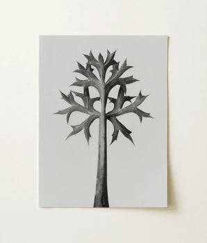Black-and-white Watercolor Illustration Stylized Tree Spiky Leaf-like Branches Karl Blossfeldt, Eryngium Bourgatii, Mediterranean Sea Holly