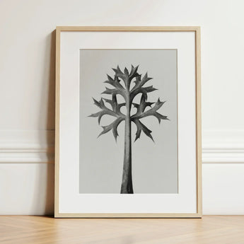 Eryngium Bourgatii (mediterranean Sea Holly) - Karl Blossfeldt Art Print / Canvas Minimalist Black-and-white Botanical Illustration Tree