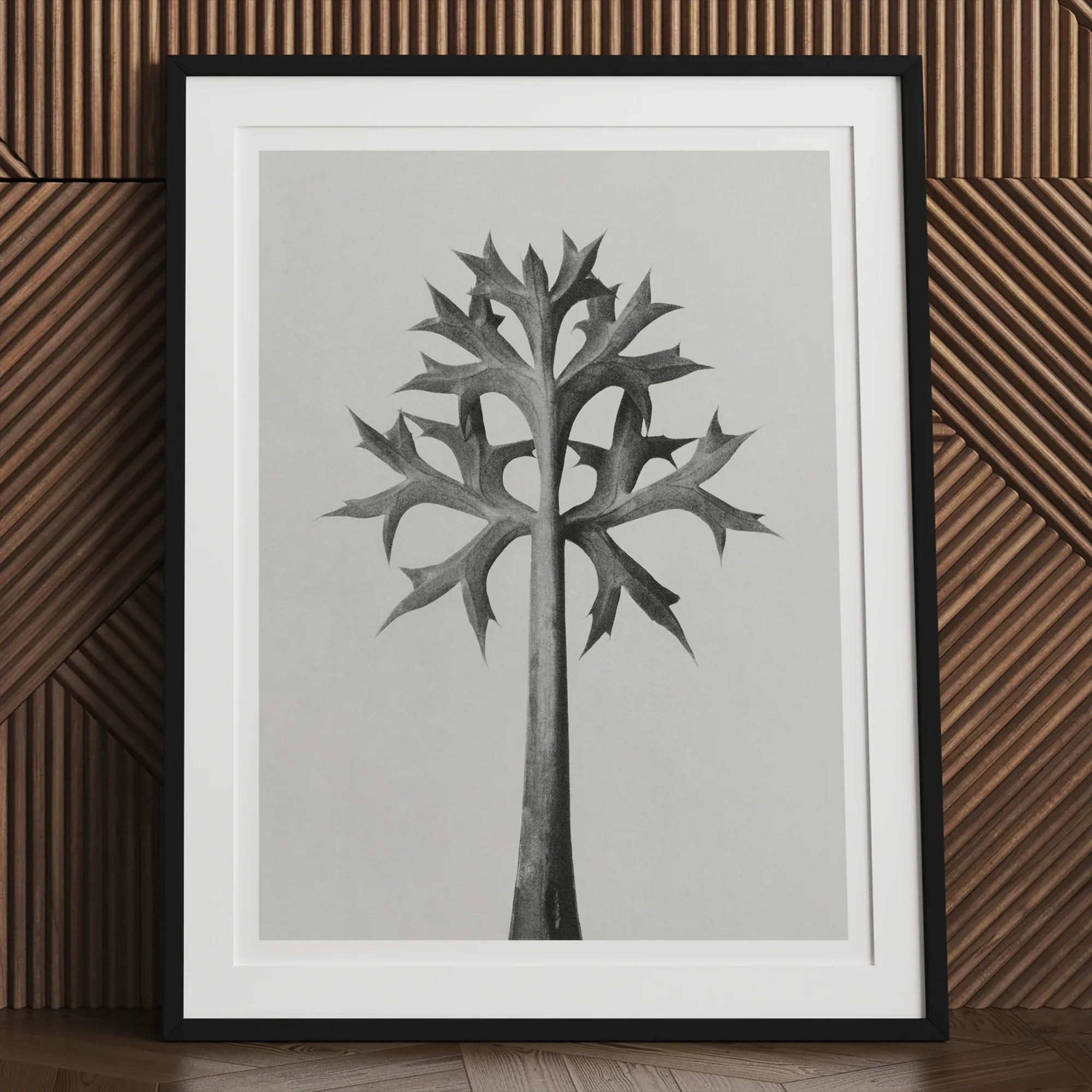 Eryngium Bourgatii (mediterranean Sea Holly) - Karl Blossfeldt Art Print, Stylized Black White Tree Illustration Framed Artwork