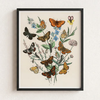 Framed Botanical Illustration Variety Butterflies Flowers Vibrant Orange William Forsell Kirby, European, Kirby’s 19th-century
