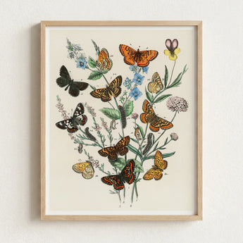 Framed Botanical Illustration Variety Butterflies Flowers Vibrant Colors William Forsell Kirby, European, Kirby’s 19th-century