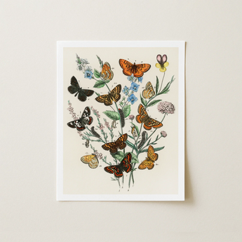 Botanical Illustration Print Collection Butterflies Flowers Detailed Vintage-style William Forsell Kirby, European, Kirby’s 19th-century