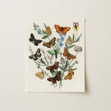 European Butterflies & Moths 2 - William Forsell Kirby Art Print / Canvas Botanical Illustration Intricately Detailed Flowers Vibrant,