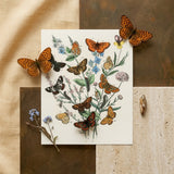 European Butterflies & Moths 2 - William Forsell Kirby Art Print / Canvas Detailed Botanical Illustration Print Variety Butterflies Plants