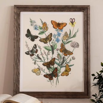 European Butterflies & Moths 2 - William Forsell Kirby Art Print / Canvas Framed Botanical Colorful Flowers, Kirby’s 19th-century