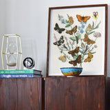 European Butterflies & Moths 2 - William Forsell Kirby Art Print / Canvas Framed Botanical Art Print Butterflies Flowers Orange Black
