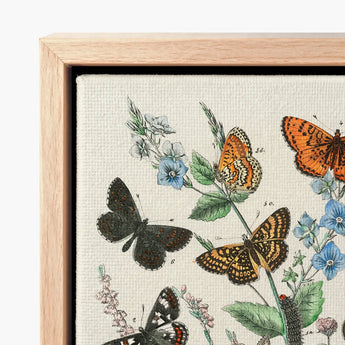 Framed Botanical Illustration Intricately Detailed Butterflies Flowers Textured William Forsell Kirby, European, Kirby’s 19th-century