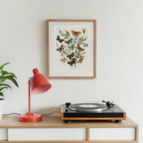 European Butterflies & Moths 2 - William Forsell Kirby Art Print / Canvas Record Player Wooden Base Black Platter Cabinet William Forsell