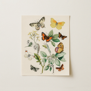 European Butterflies & Moths 3 - William Forsell Kirby Art Print / Canvas, 11x14’’ / 28x36cm / Unframed / no Border, Posters Prints Visual