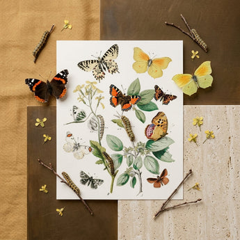 European Butterflies & Moths 3 - William Forsell Kirby Art Print / Canvas Detailed Botanical Illustration Print Variety Butterflies