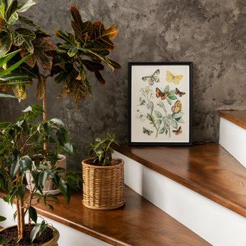 European Butterflies & Moths 3 - William Forsell Kirby Art Print / Canvas Framed Botanical Colorful Delicate Plant Illustrations, Kirby’s