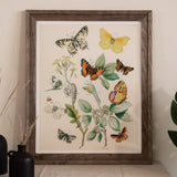 European Butterflies & Moths 3 - William Forsell Kirby Art Print / Canvas Framed Botanical Illustration Colorful Plants, Kirby’s