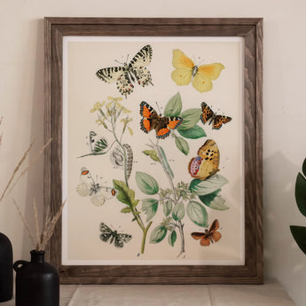 European Butterflies & Moths 3 - William Forsell Kirby Art Print / Canvas Framed Botanical Illustration Colorful Plants, Kirby’s