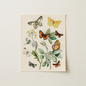 European Butterflies & Moths 3 - William Forsell Kirby Art Print / Canvas Vintage-style Botanical Illustration Variety Plants Off-white,