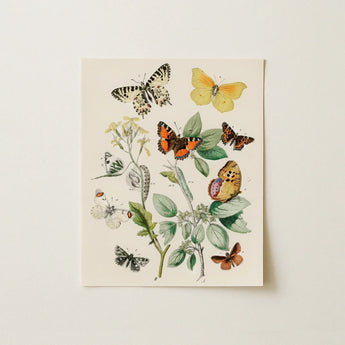 European Butterflies & Moths 3 - William Forsell Kirby Art Print / Canvas Vintage-style Botanical Illustration Variety Plants Off-white,