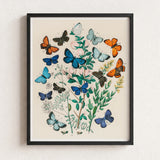Framed Botanical Illustration Vibrant Array Butterflies Shades Blue William Forsell Kirby, Victorian Naturalist’s Paradise, European