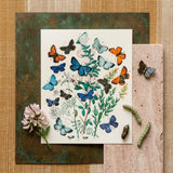 European Butterflies & Moths - William Forsell Kirby Art Print / Canvas Detailed Botanical Illustration Print Vibrant Butterflies Shades