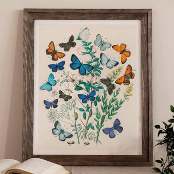 European Butterflies & Moths - William Forsell Kirby Art Print / Canvas Framed Botanical Colorful Plants, Victorian Naturalist’s Paradise,