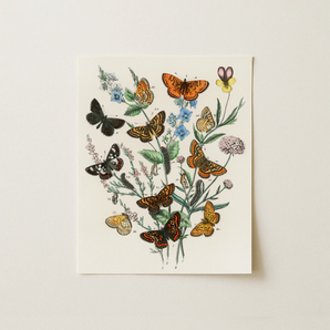 European Butterflies & Moths - William Forsell Kirby Art Print / Canvas, William Forsell Kirby, European Butterflies, Forsell Kirby’s