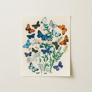 European Butterflies & Moths - William Forsell Kirby Art Print / Canvas Vintage-style Botanical Vibrant Array Shades Blue, Victorian