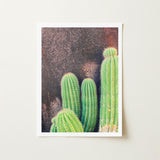 Family Affair - Modern Cactus Art Print / Canvas Framed Photograph Vibrant Green Cacti Spines Textured Dark Desert Drama, Photography,