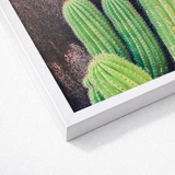 White-framed Cactus Print Vibrant Green Spiky Succulents Dark Framed Desert Drama, Modern Photography, Adventure