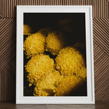 Field of Dreams - Stampa artistica / tela Crisantemi del Vietnam, 24x32’’ / 61x81cm / Cornice bianca / Passe-partout, Poster, stampe e opere d’arte visiva,